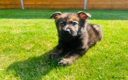 German Shepherd dogs for sale: KC Registered German Shepard Babies 🐾🐾🐾 - Image 2