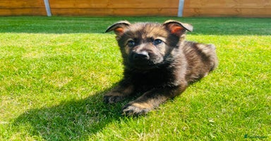 German Shepherd dogs - Advert 1