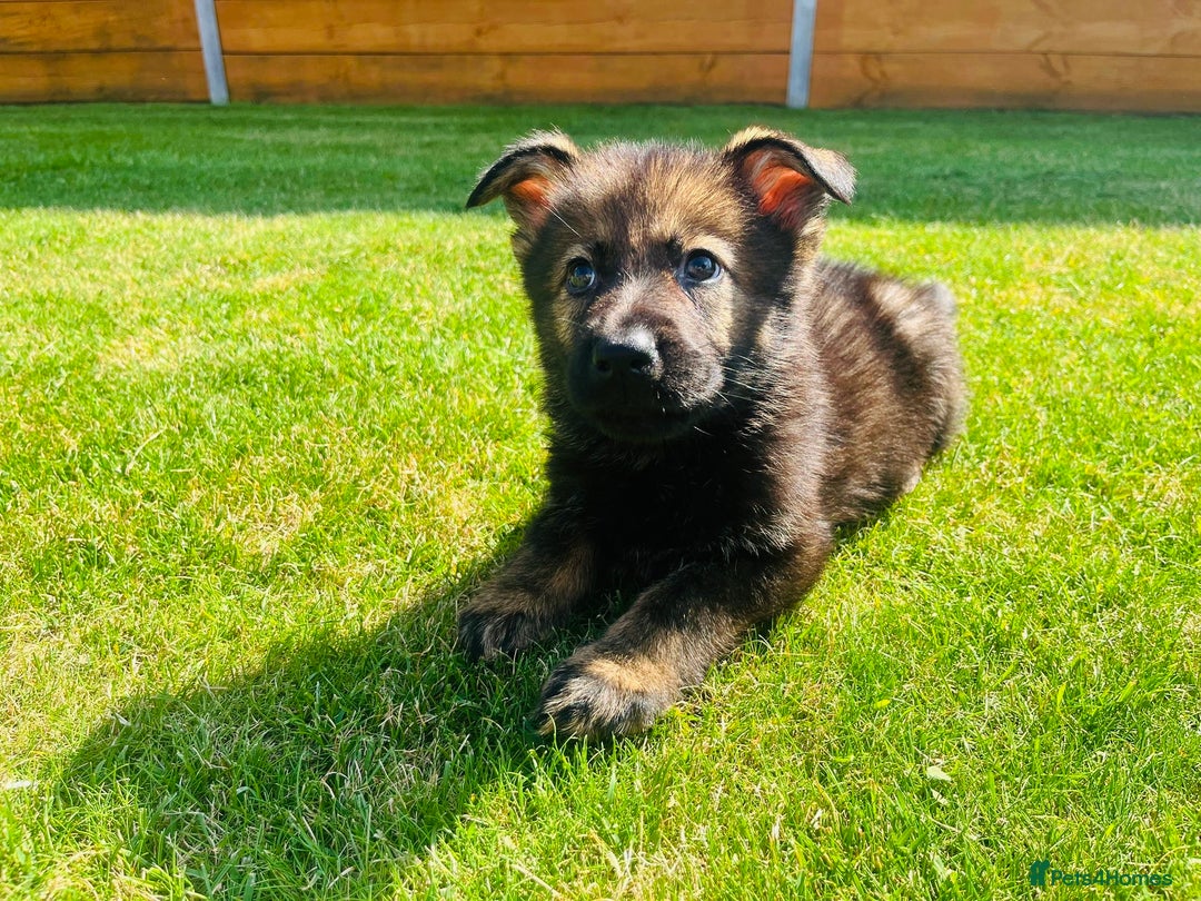 German Shepherd dogs for sale: KC Registered German Shepard Babies 🐾🐾🐾 - Image 2