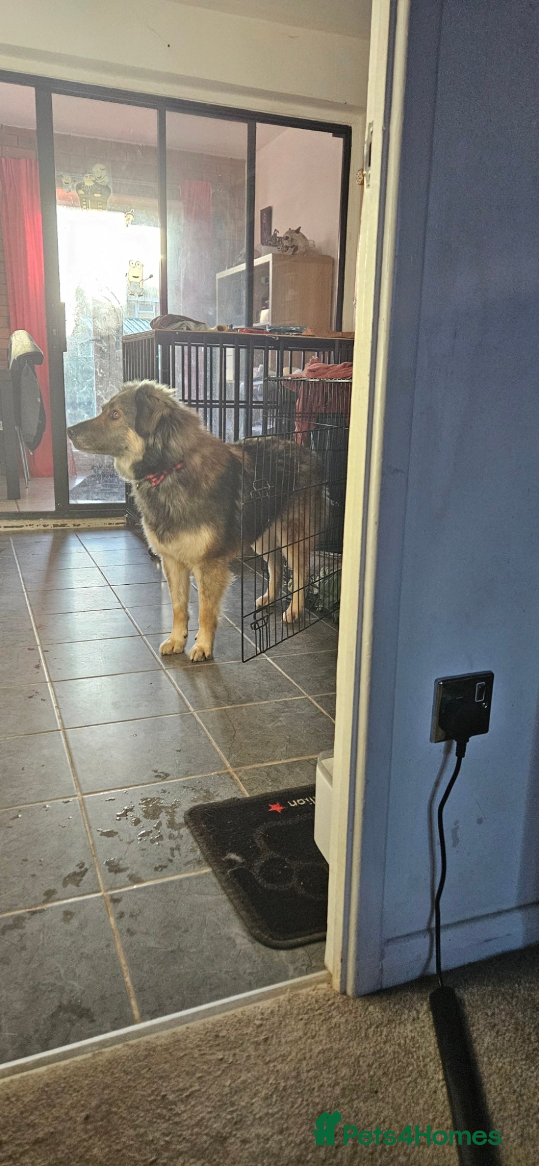 Mixed Breed dogs for adoption: Paddington the Bear - Advert 6