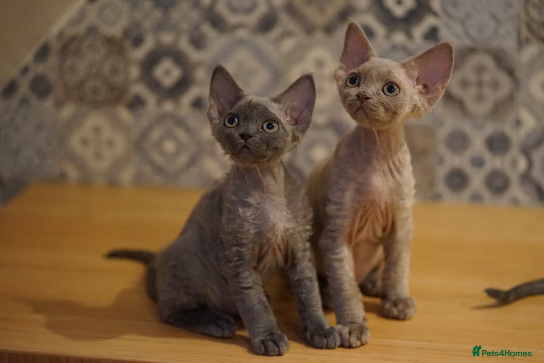 Devon Rex cats for sale: Ravel 💜male Devon Rex ( Reserved) - Advert 38