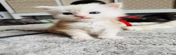 Maine Coon cats for sale: Stunning Maine coon kittens 4 available - Advert 20