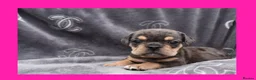 English Bulldog dogs for sale: Stunning Litter of Exotic English Bulldogs - Advert 8