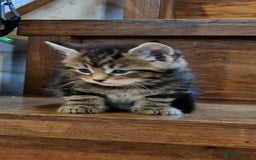 Maine Coon cats for sale: Beautiful Mainecoon X  9 kittens  - Image 5