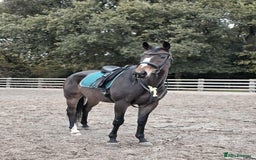 English Thoroughbred horses for sale: Sweet horse looking for solo home - Image 6