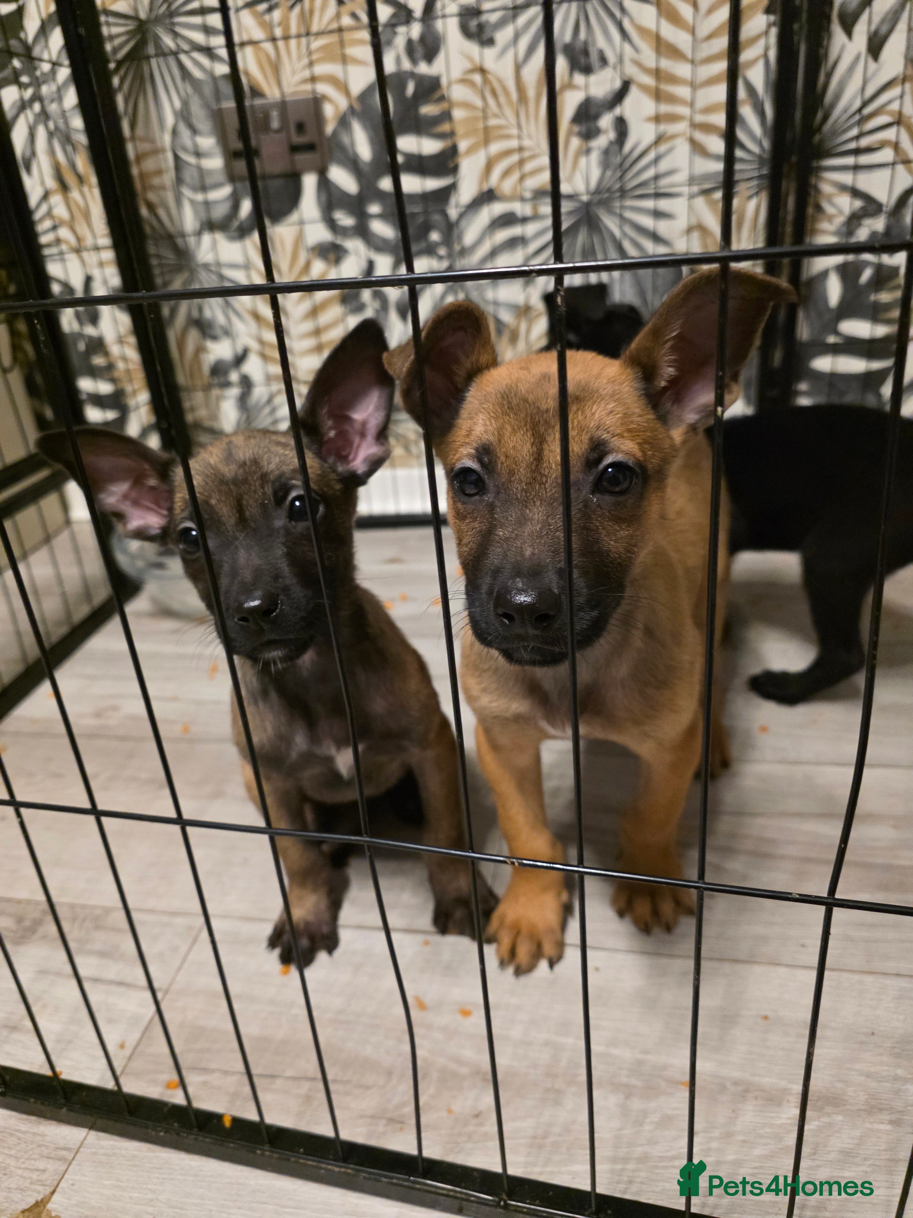 Belgian Shepherd Dog dogs Belgian malinois only girls left - Advert 3