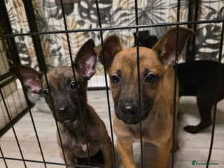 Belgian Shepherd Dog dogs Belgian malinois only girls left - Advert 3