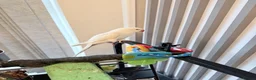 Ringnecks birds for sale: Beautiful Indian ringnecks rare albino & yellow  - Advert 2