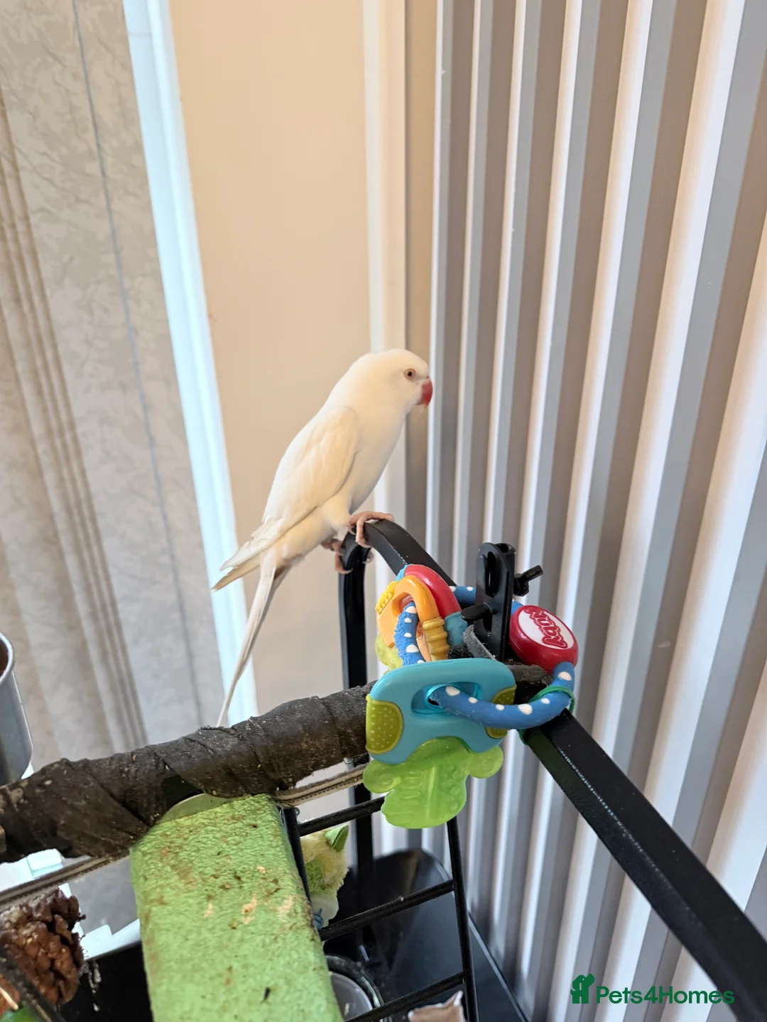 Ringnecks birds for sale: Beautiful Indian ringnecks rare albino & yellow  - Advert 2