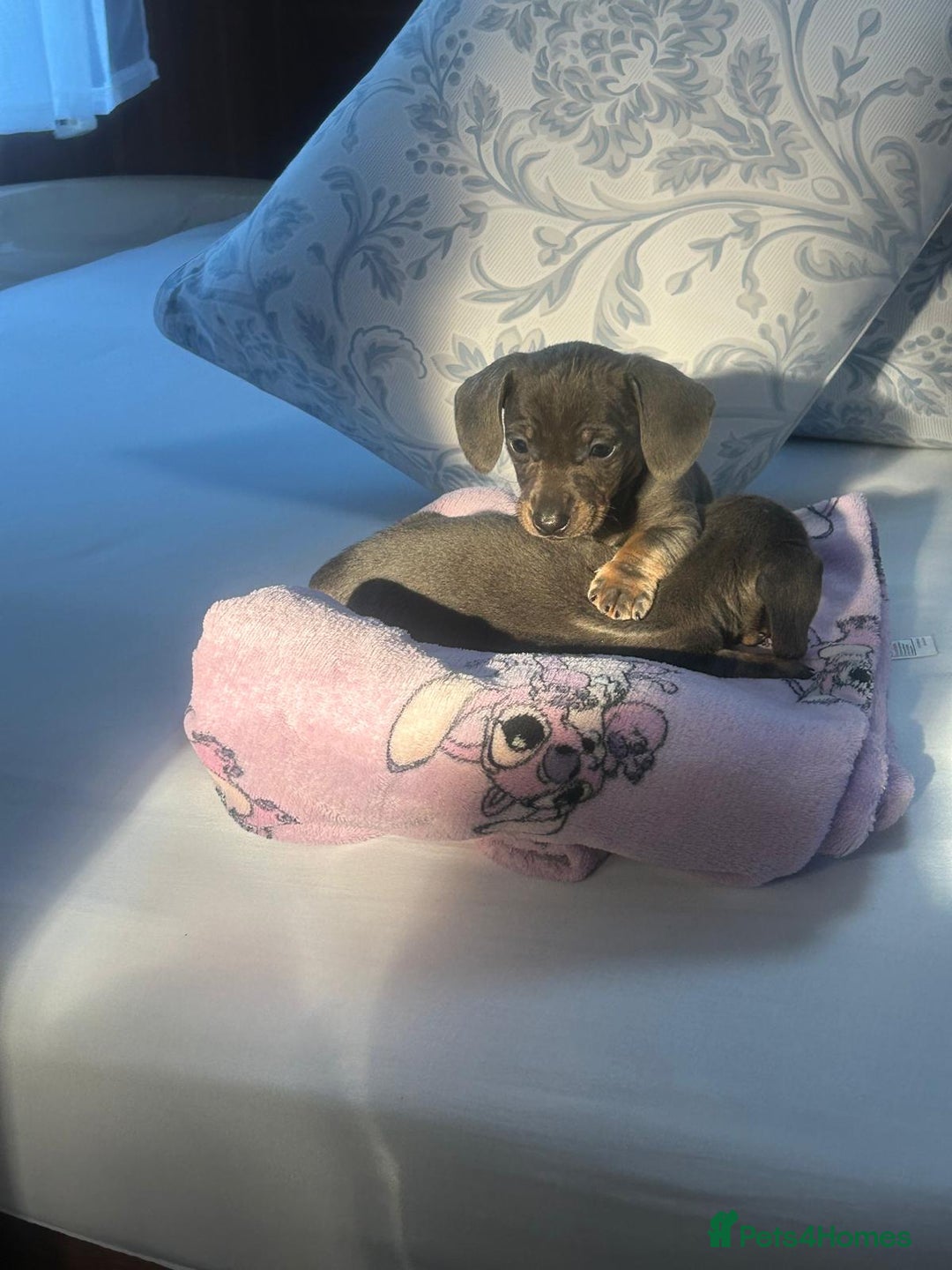 Dachshund dogs for sale: Miniature dashound - Advert 5