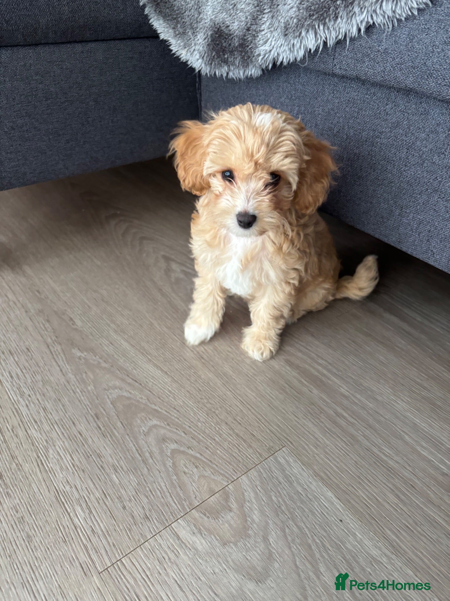 Cavapoochon dogs     Only 2 F1BB puppies left – ready to go home - Advert 1