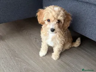 Cavapoochon dogs Last Tiny Cavapoochon Girl ❤️ ( F1BB ) - Advert 4