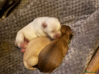 Mixed Breed dogs Cavachon x Chihuahua / healthy pups - Advert 1