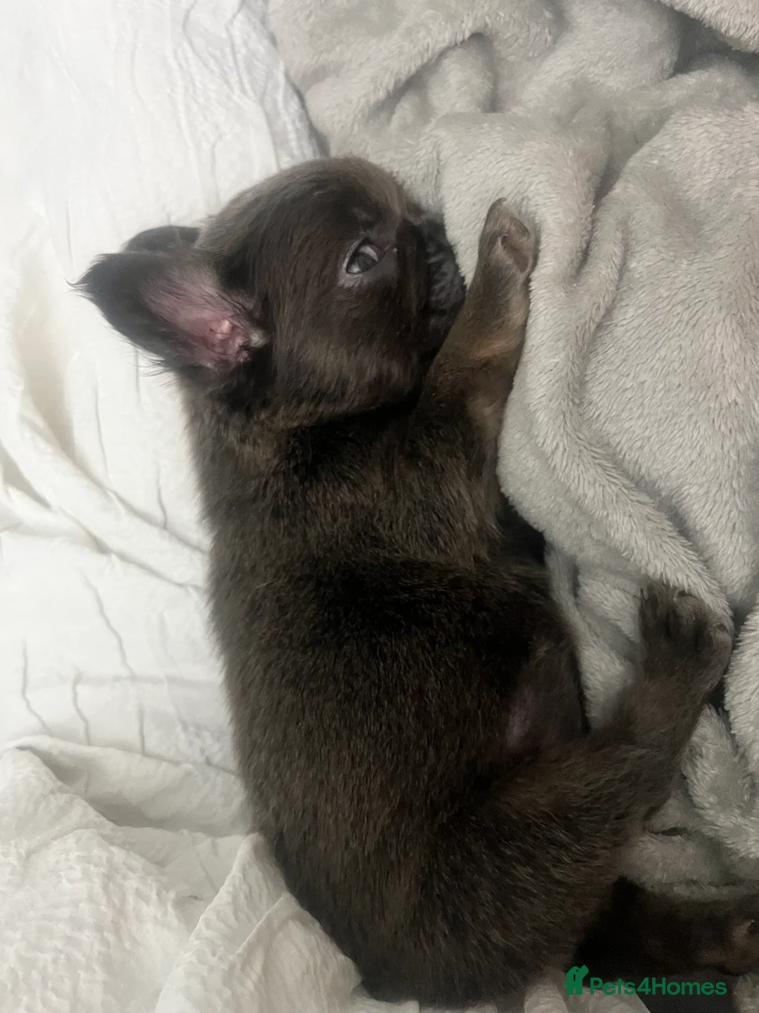 French Bulldog dogs for sale: Beautiful french bulldog - Advert 2