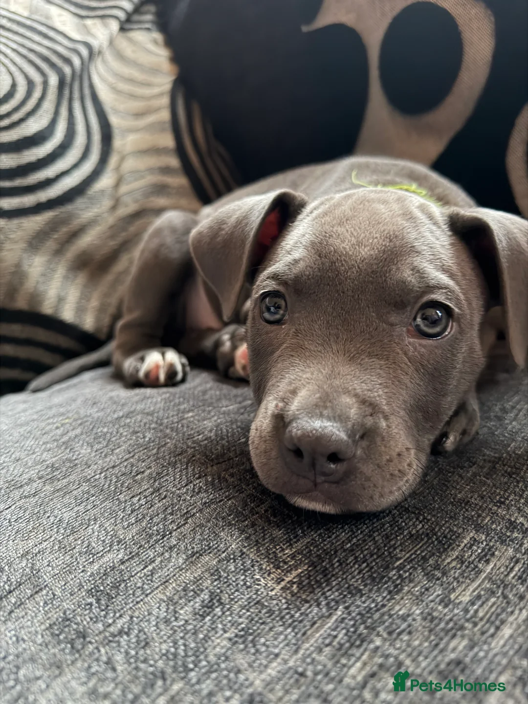 Mixed Breed dogs for sale: Amercian Staff Mix 10 weeks  - Advert 2