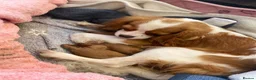 Cavapoo dogs for sale: Fox red cavapoo cuties  in Dartford - Advert 15
