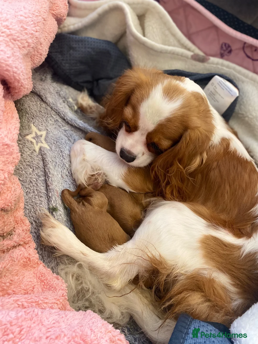 Cavapoo dogs for sale: Fox red cavapoo cuties  in Dartford - Advert 15