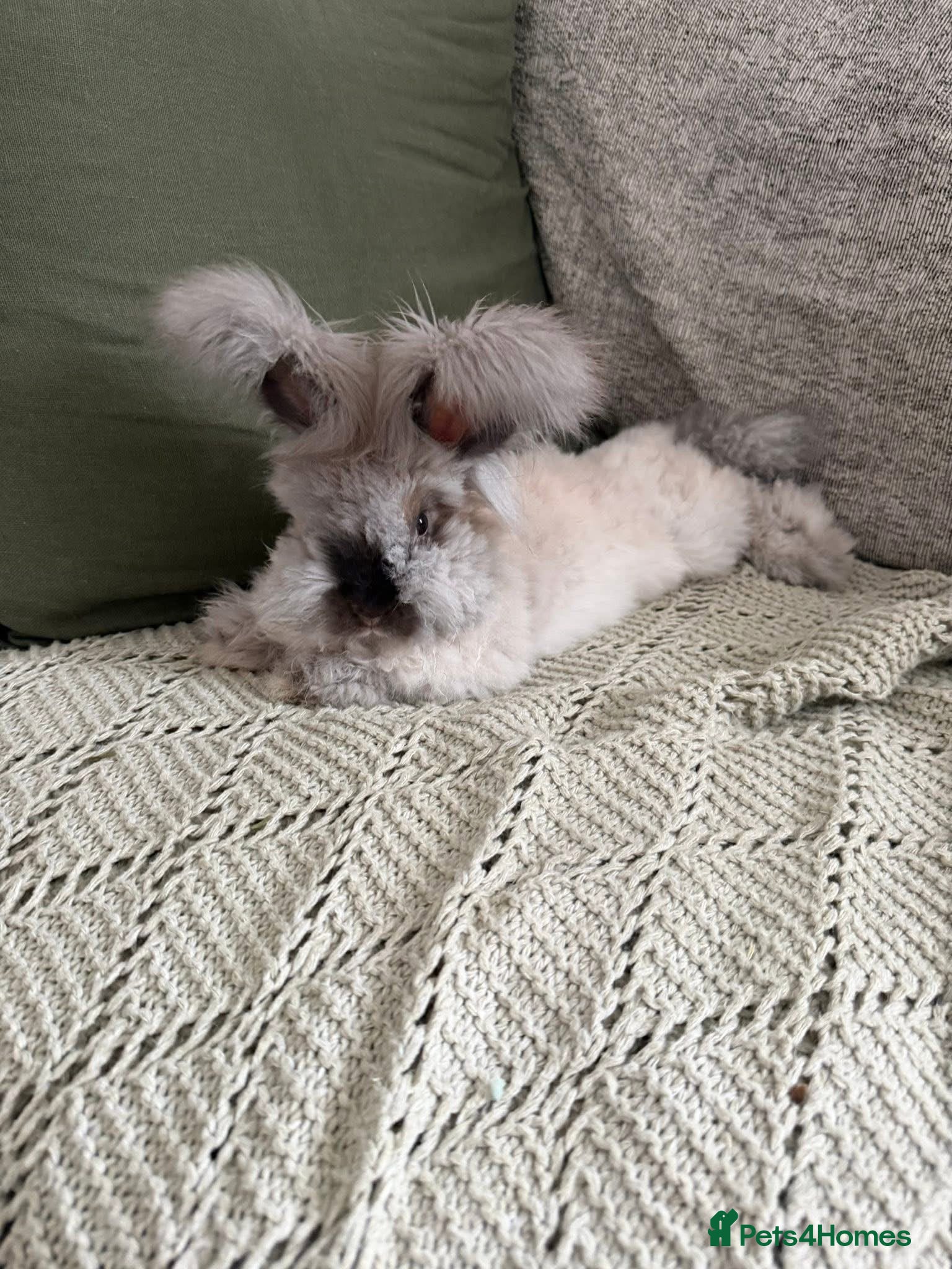 Mini Lop rabbits 3 x Mini Lop X angora Boys AVAILABLE NOW - Advert 1