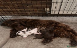 Cocker Spaniel dogs for sale: Stunning working Cocker spaniel puppies 🐾 - Image 1