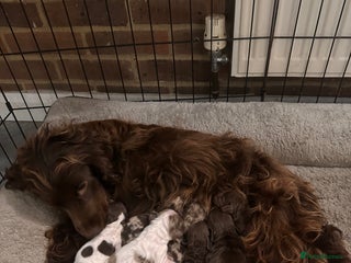 Cocker Spaniel dogs Stunning working Cocker spaniel puppies 🐾 - Advert 9