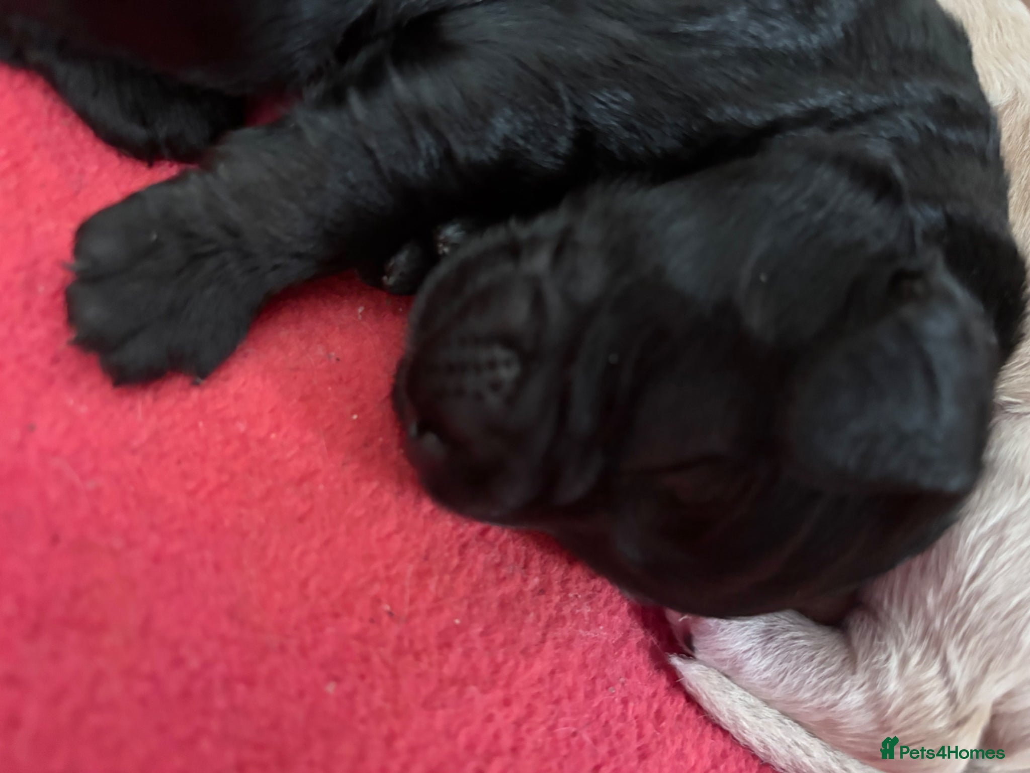 Cockapoo dogs for sale: Cockerpoo F1b puppies  in Hailsham - Advert 8