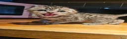 Scottish Fold cats for sale: SCOTTISH FOLD 2 FEMALES 1 FLUFFY MALE - Advert 5