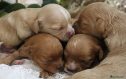 Cavapoo dogs for sale: *HEALTH TESTED* CAVAPOO PUPPIES - Image 18