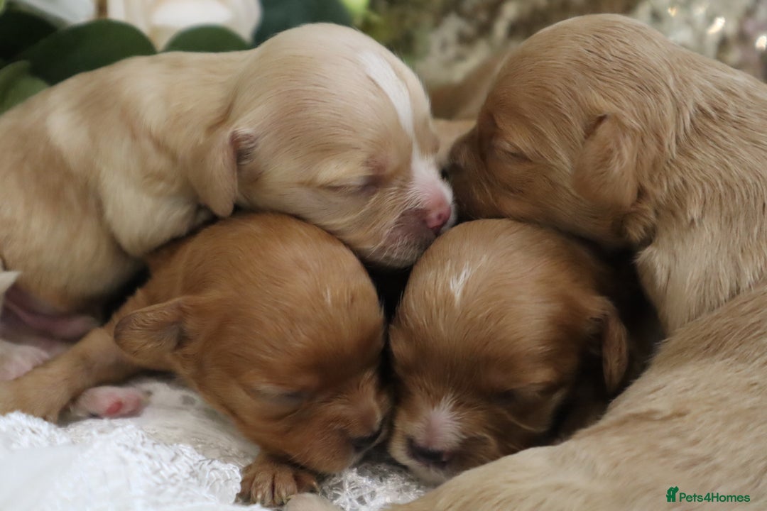 Cavapoo dogs for sale: *HEALTH TESTED* CAVAPOO PUPPIES - Image 18