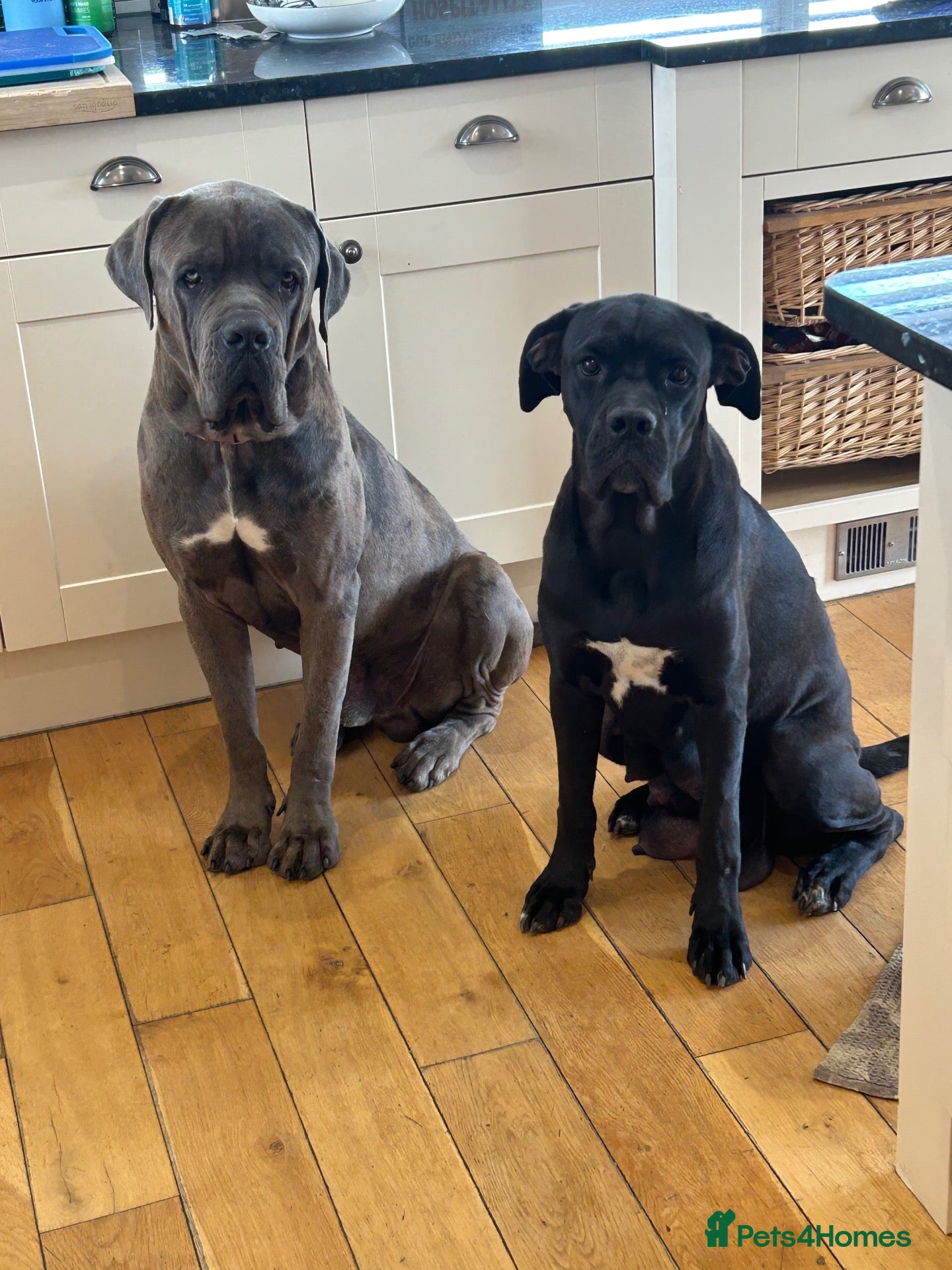 Cane Corso dogs HANDSOME CANE CORSO PUPPIES - Advert 2