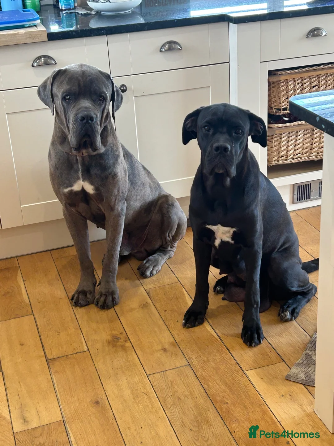 Cane Corso dogs for sale: HANDSOME CANE CORSO PUPPIES - Advert 2