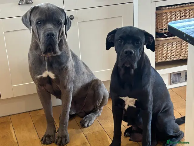 Cane Corso dogs HANDSOME CANE CORSO PUPPIES - Advert 2