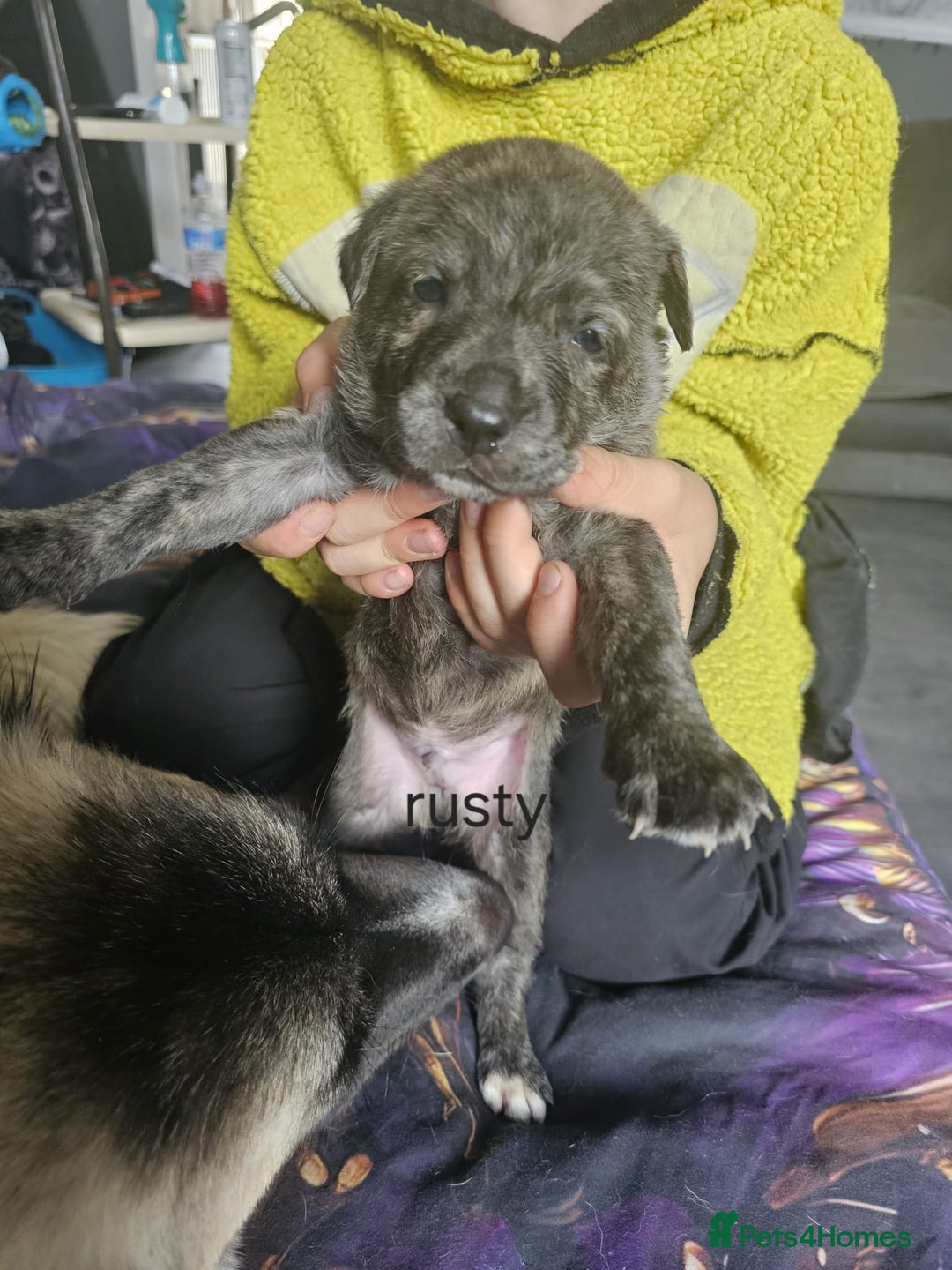 Mixed Breed dogs for sale: PEBBLES LEFTGerman shepherd cross puppies - Image 12