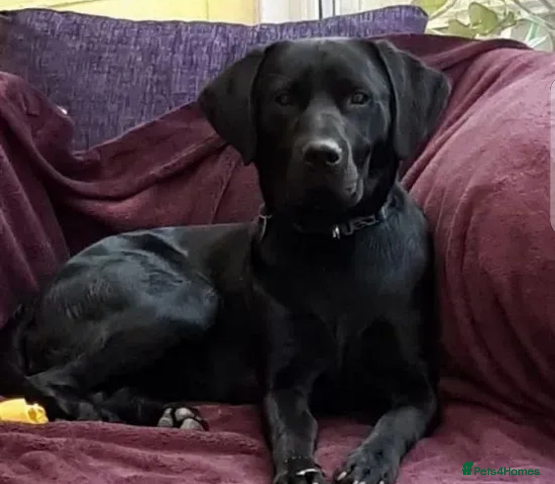 Labrador Retriever dogs for stud: PROVEN KC Registered Black Labrador for Stud Kent in Dover - Image 2