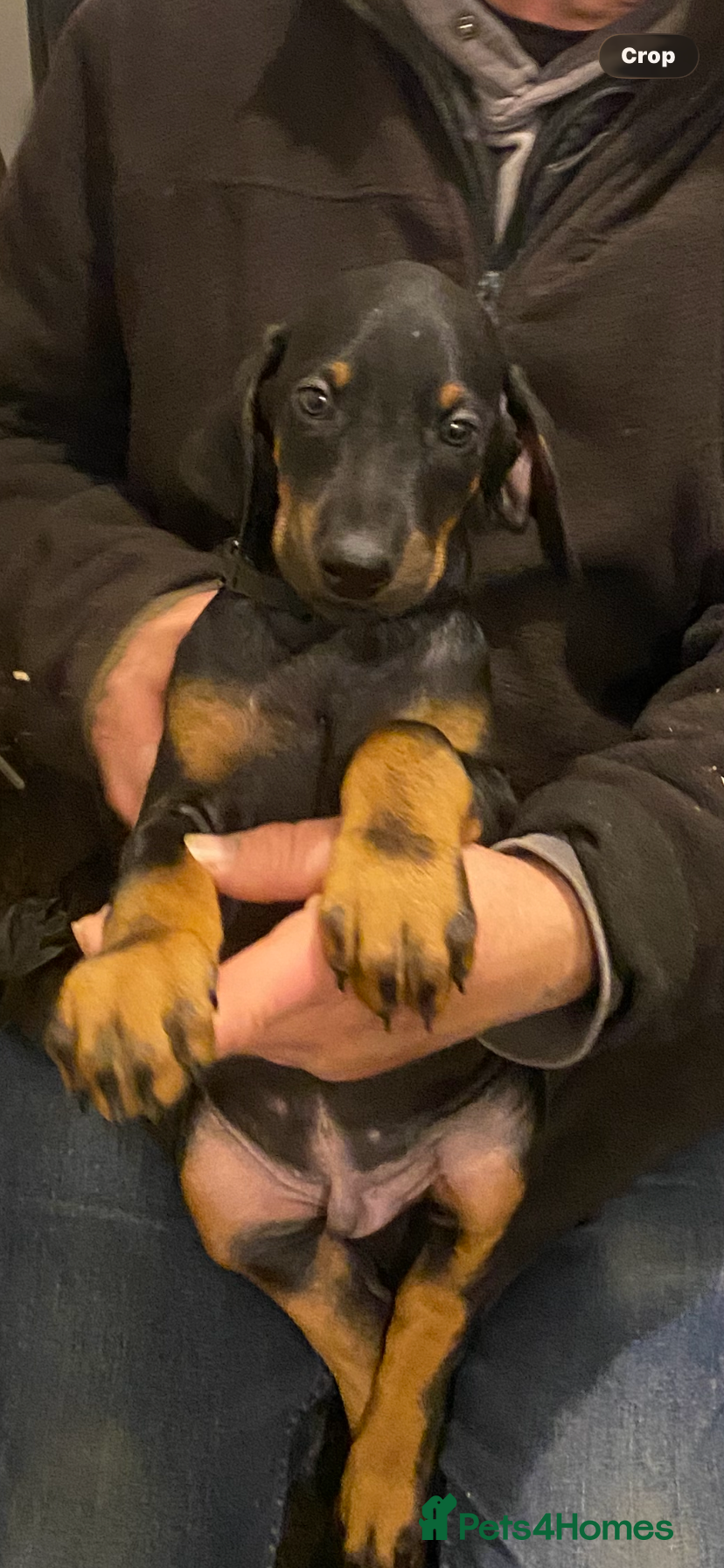 Dobermann dogs Dobermann pups - Advert 2