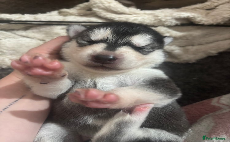 Siberian Husky dogs - Advert 11