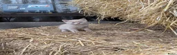 Mixed Breed cats for sale: 2 male farm kittens  in Stranraer - Advert 11