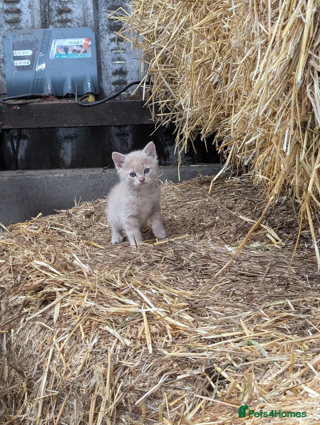 Mixed Breed cats for sale: 2 male farm kittens  in Stranraer - Advert 11