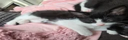 Mixed Breed cats for sale: 🐾GORGEOUS KITTENS READY FOR THEIR FOREVER HOMES🐾 - Advert 26