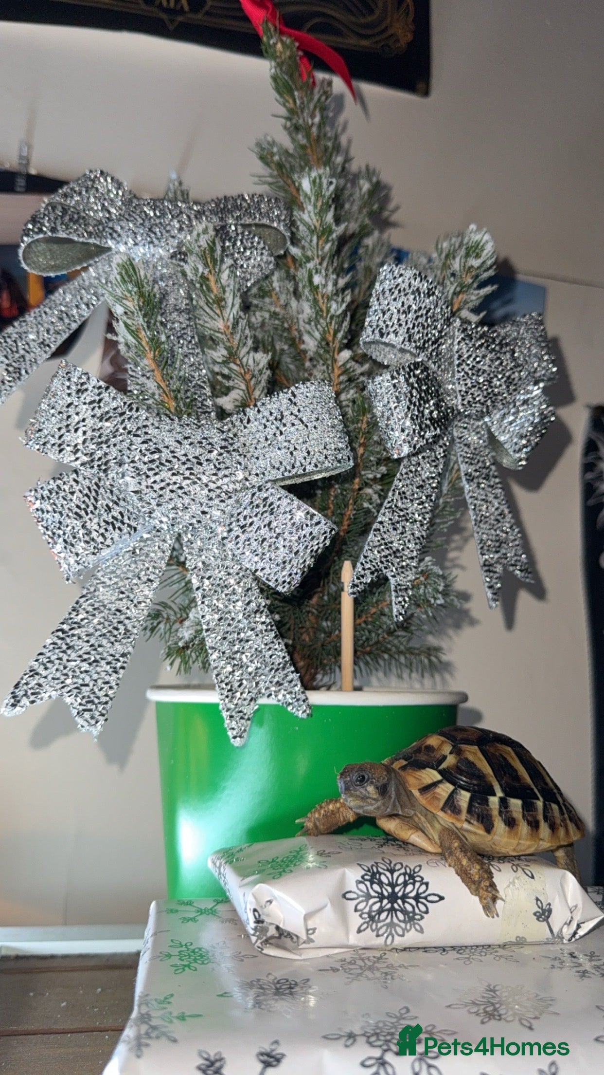 Hermann Tortoise reptiles Hermann tortoise a year old (including everything) - Advert 1