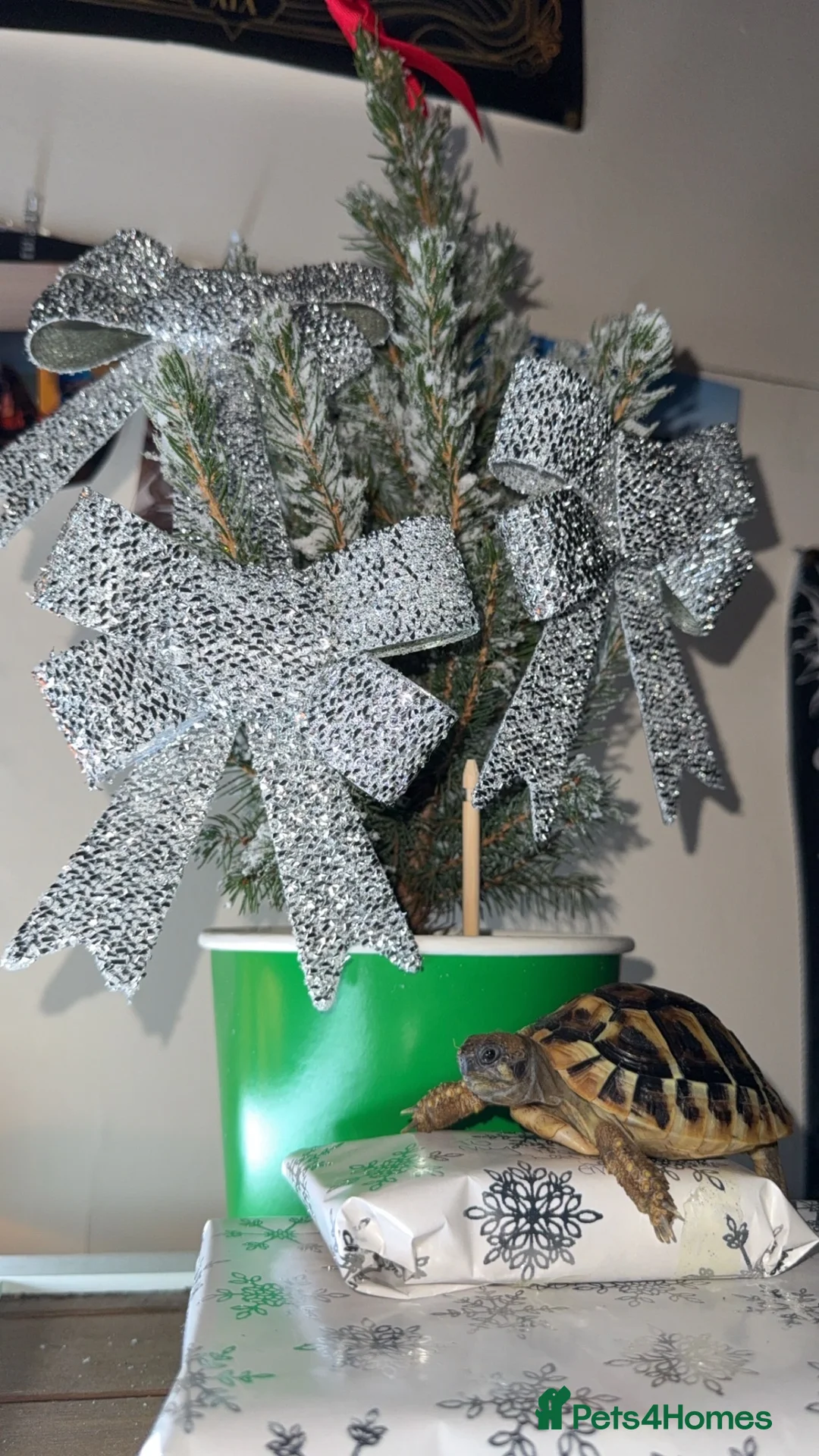 Hermann Tortoise reptiles for sale: Hermann tortoise a year old (including everything) in Billingshurst - Advert 1