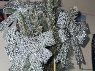 Hermann Tortoise reptiles Hermann tortoise a year old (including everything) - Advert 1