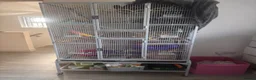 Rat rodents for sale: Free to good home in Dudley - Advert 5