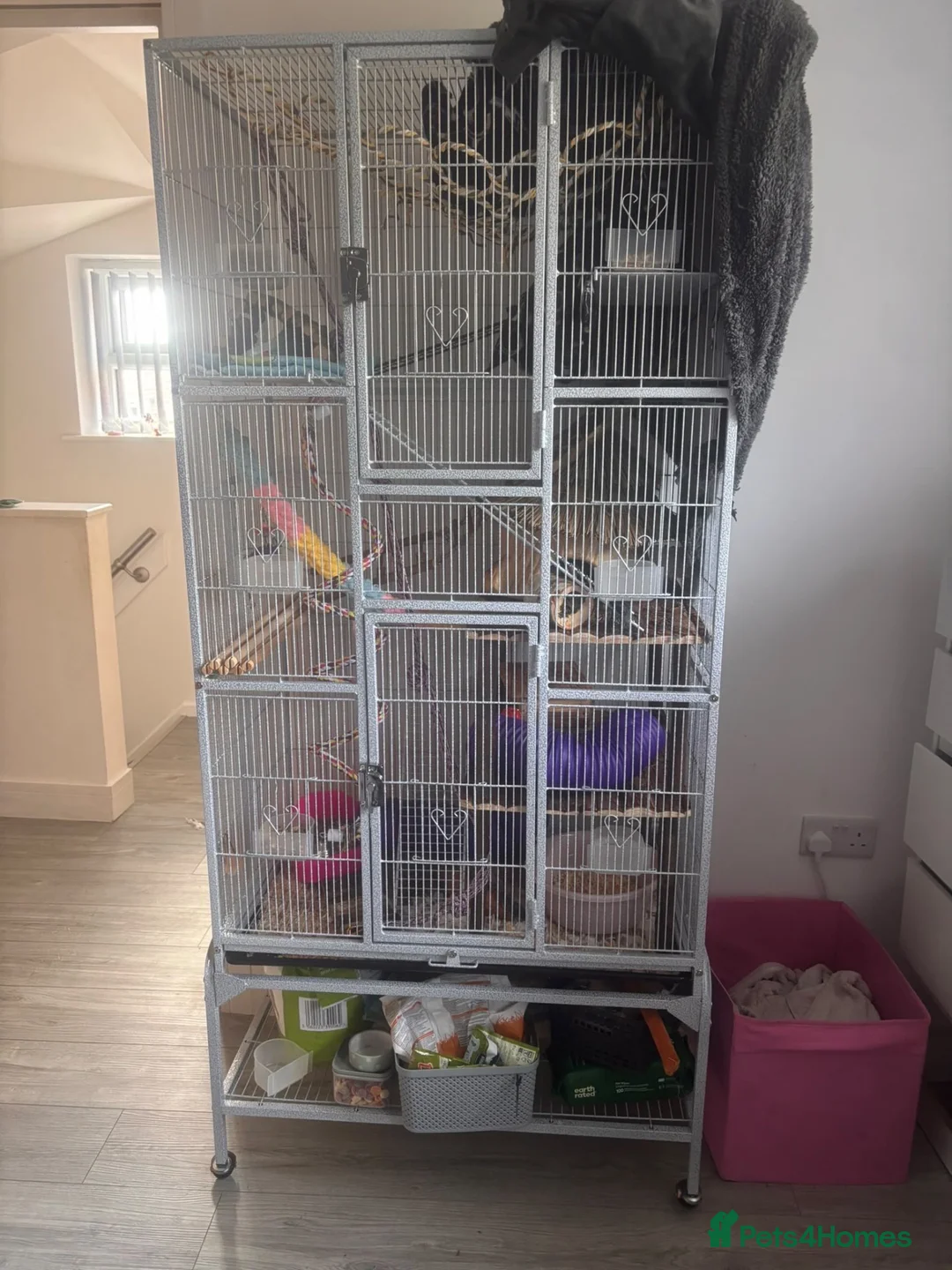 Rat rodents for sale: Free to good home in Dudley - Advert 5