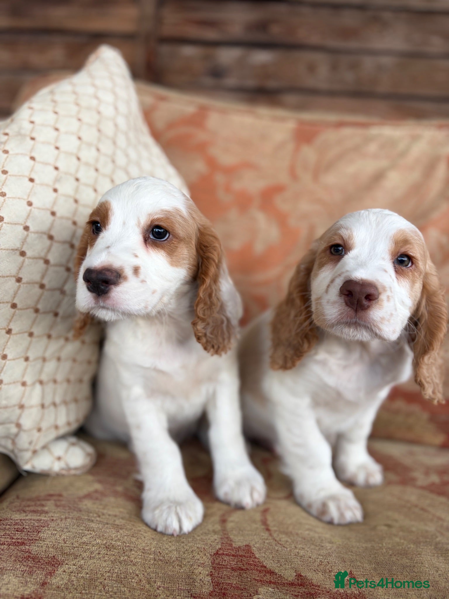 Cocker Spaniel dogs  Gorgeous Cocker Spaniel Puppies  - Advert 4