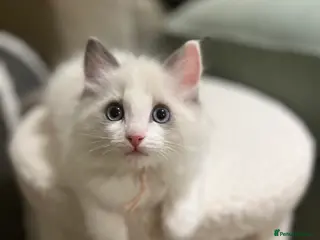 Ragdoll cats Stunning ragdolls looking for 5* homes. - Advert 4