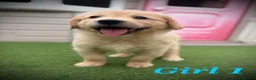 Golden Retriever dogs for sale: Kc registered golden retriever puppies !!! - Advert 18