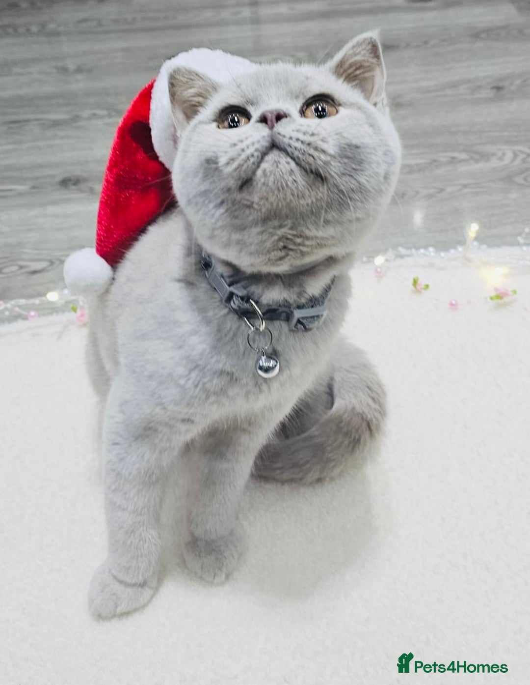 British Shorthair cats for sale: Beautiful Rare Fawn Lilac British Shorthair Girl! - Advert 6