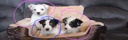 Jack Russell dogs for sale: Jack Russell puppies  - Advert 6