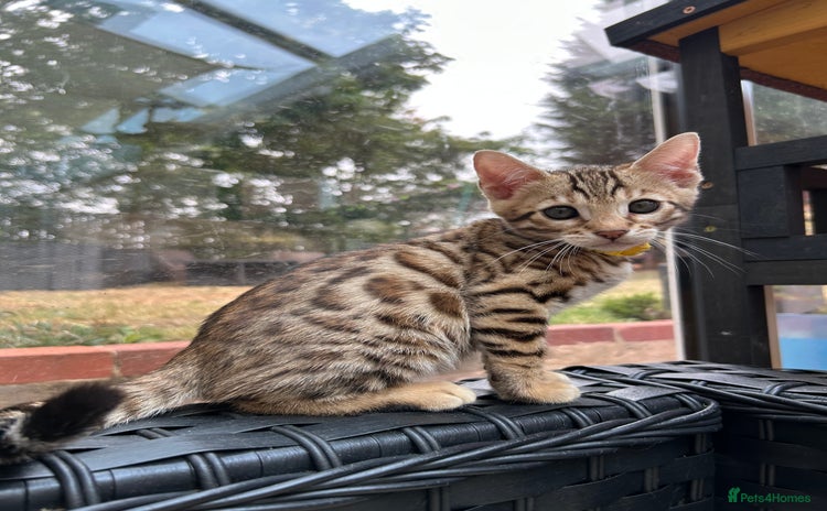 Bengal cats - Advert 9