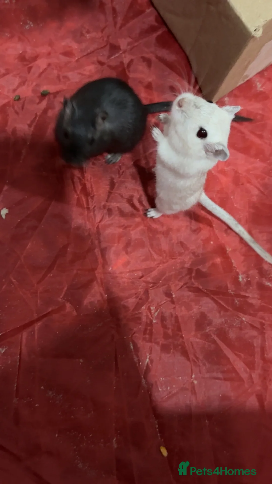 Gerbil rodents for sale: Gerbils - Advert 2